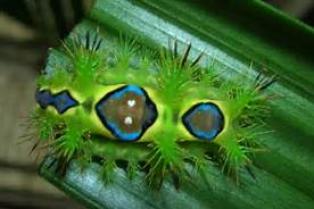 Distan Kabupaten Bengkalis Sosialisasikan cara Pemberantasan Hama dan Ulat Api Kepada Petani